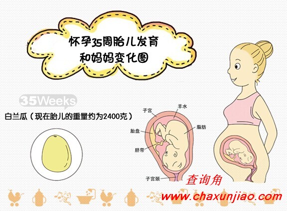 怀孕第35周胎儿发育图