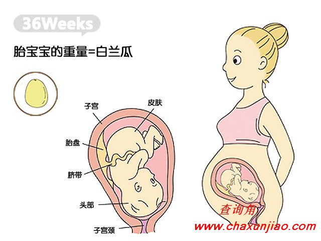 怀孕第36周胎儿发育图