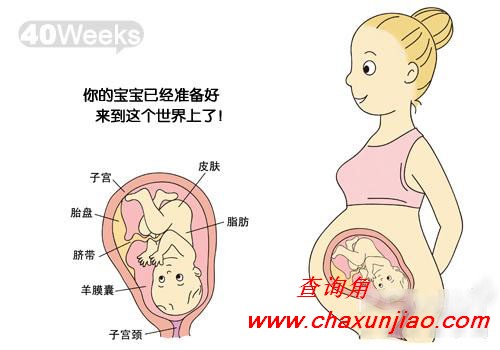 怀孕第40周胎儿发育图