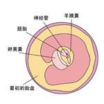 怀孕5周