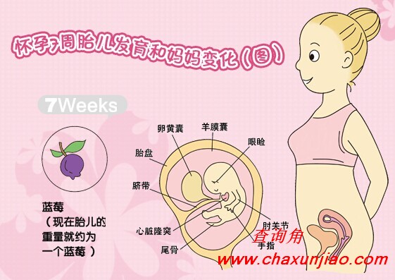 怀孕第7周胎儿发育图